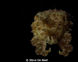Found this cuttlefish next to a rope in Dauin norte. Than... by Steve De Neef 